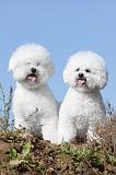 BICHON FRISE 229